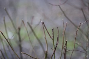 боке на canon 85 1.8