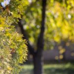 meike 85mm f1.8 примеры фото