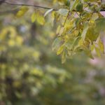 meike 85mm f1.8 примеры фото