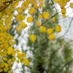 samyang 45mm f1.8