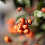 canon ef 50mm f2.5 macro