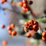 canon ef 50mm f2.5 macro