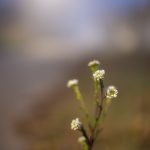 meike 50mm f1.2 photo sample