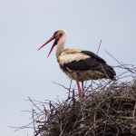 пример фотографии на canon ef 300mm f4l