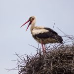 пример фотографии на canon ef 300mm f4l