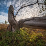 пример фото на 7artisans 9mm f5.6