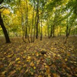 пример фото на 7artisans 9mm f5.6