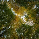 пример фото на 7artisans 9mm f5.6